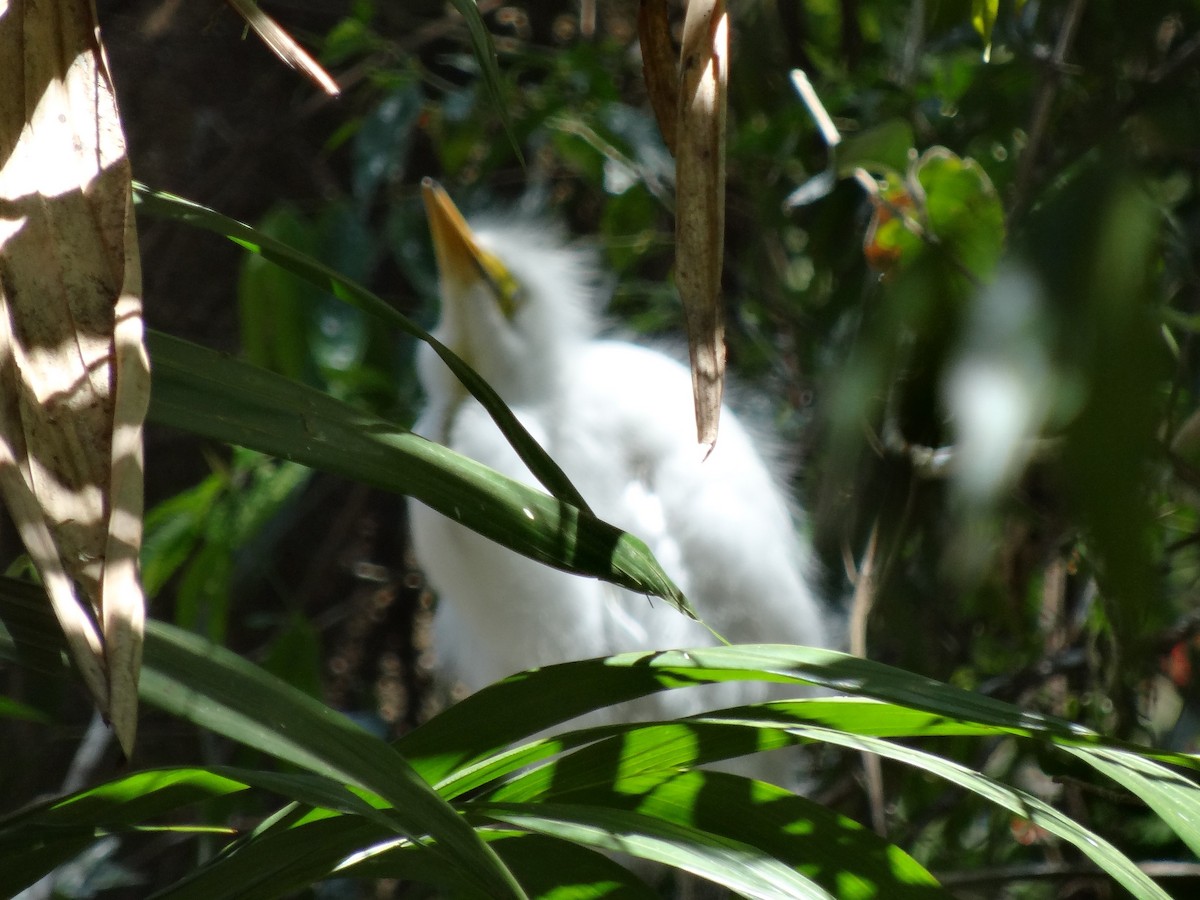 Great Egret - ML274522221