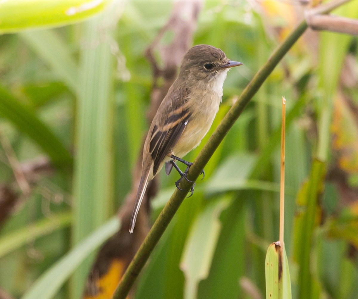 White-throated Flycatcher - ML274522671