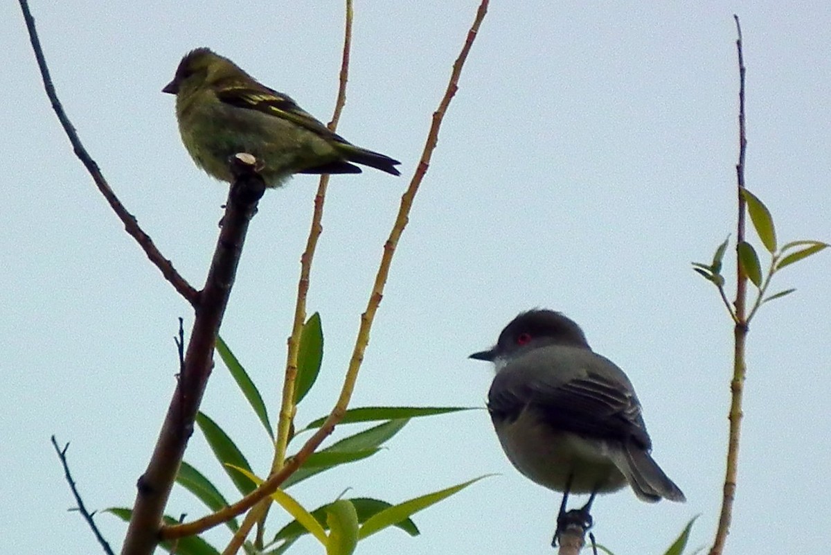 アカメタイランチョウ - ML274522881