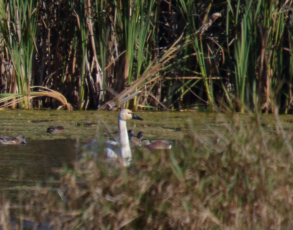 Tundra Swan - ML274523511