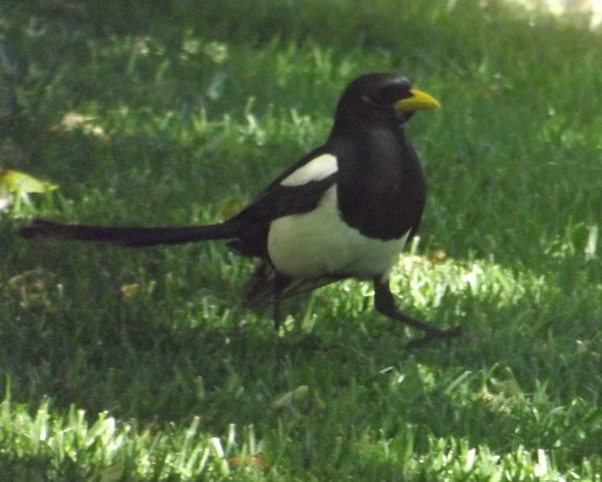Yellow-billed Magpie - ML274523531