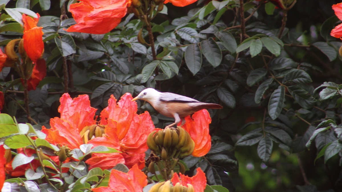 Malabar Starling - ML274523651