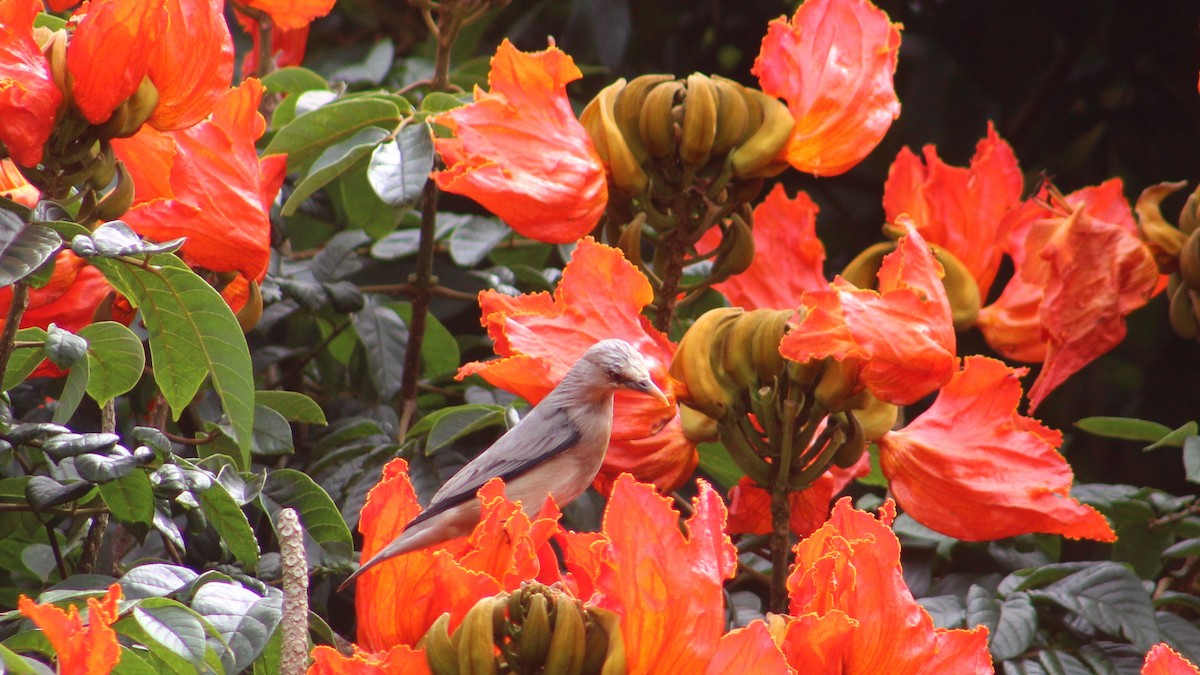 Malabar Starling - ML274523741