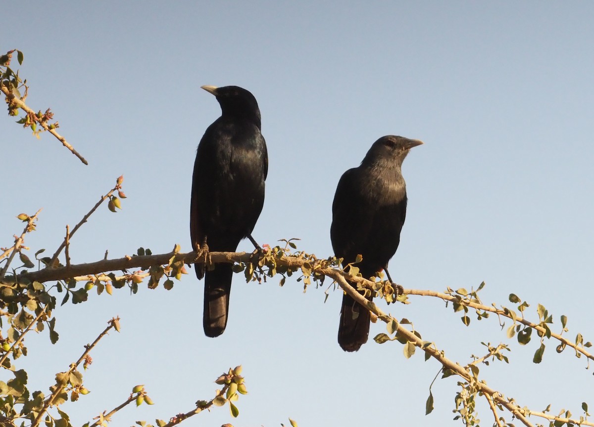 White-billed Starling - Stephan Lorenz