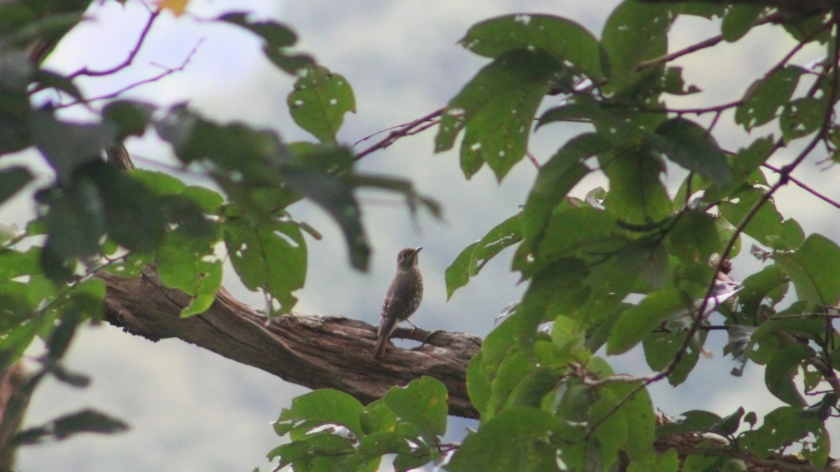 Blue-capped Rock-Thrush - ML274524101