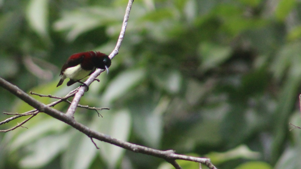 Crimson-backed Sunbird - ML274524841