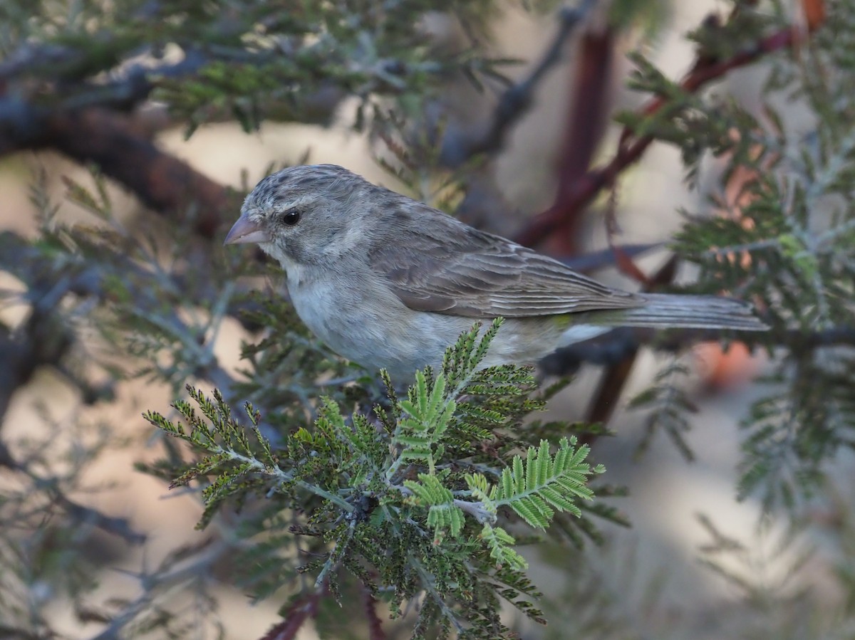 Yellow-rumped Serin - ML274525001