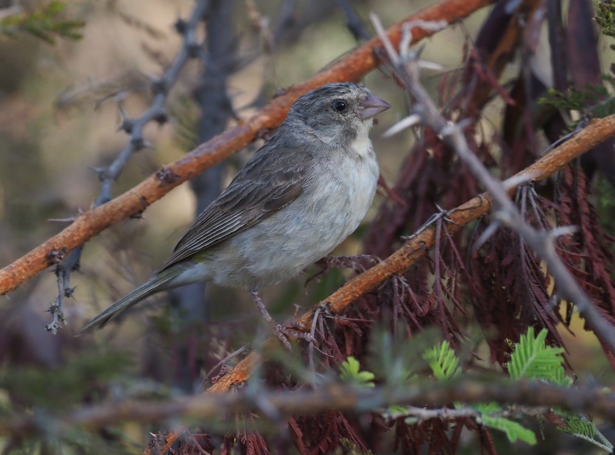 Yellow-rumped Serin - ML274525271