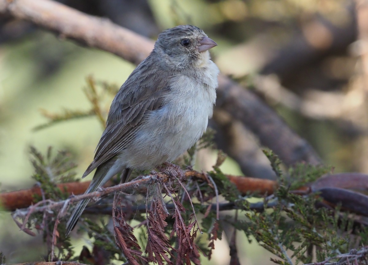 Yellow-rumped Serin - ML274525471