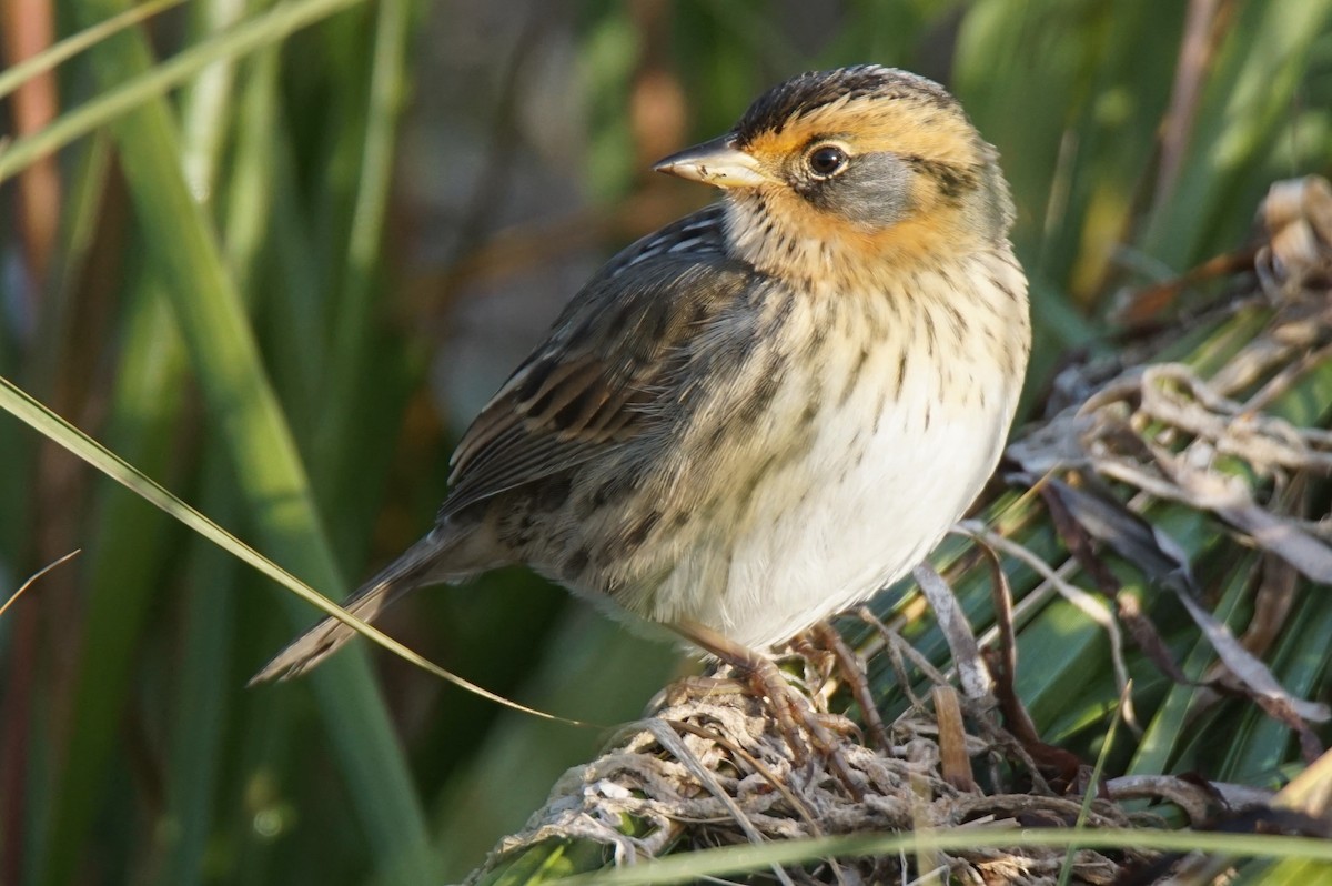 Saltmarsh Sparrow - Nevine Jacob