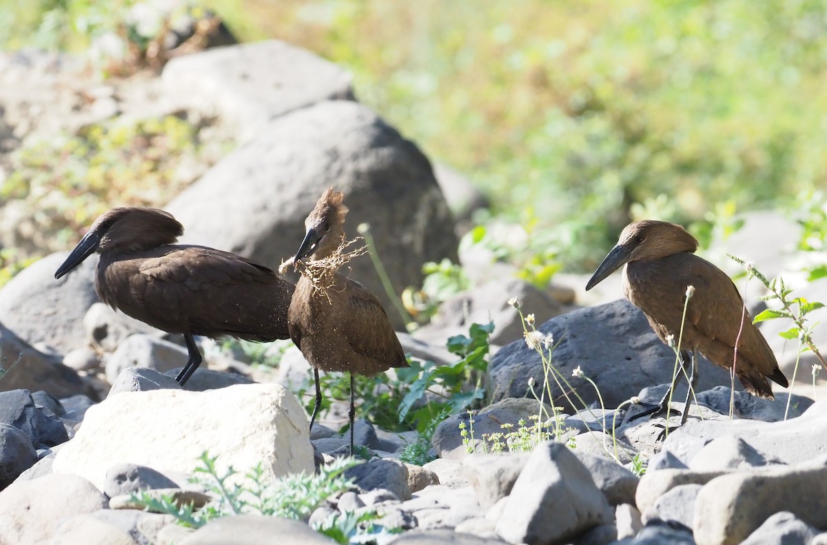 Hamerkop - Stephan Lorenz