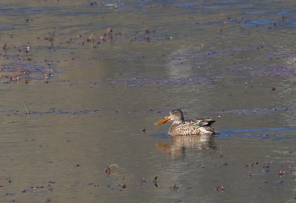 Northern Shoveler - Greg Gillson