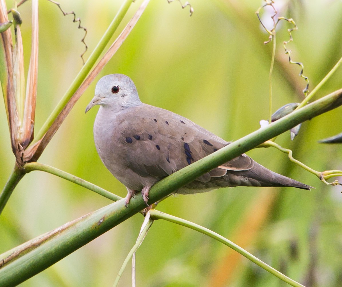 Plain-breasted Ground Dove - ML274526141