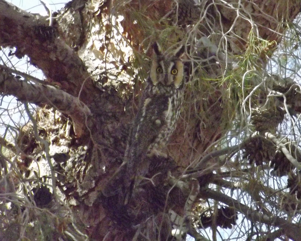 Long-eared Owl - ML274526491