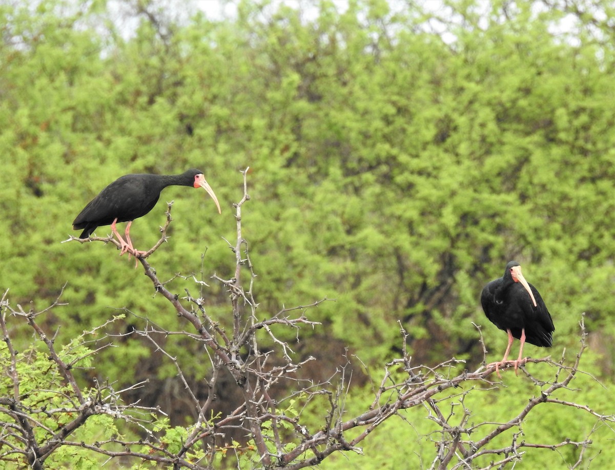 rødmaskeibis - ML274527091