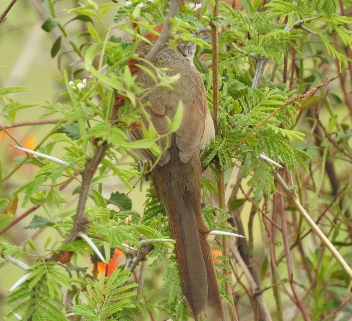 Pale-breasted Spinetail - ML274527461