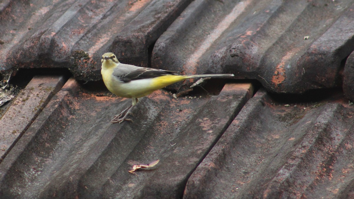 Gray Wagtail - ML274527521