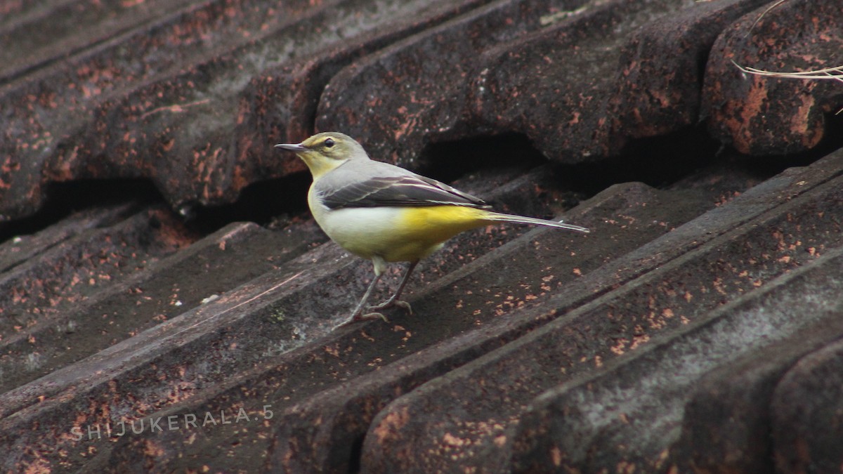 Gray Wagtail - Shiju Rajan