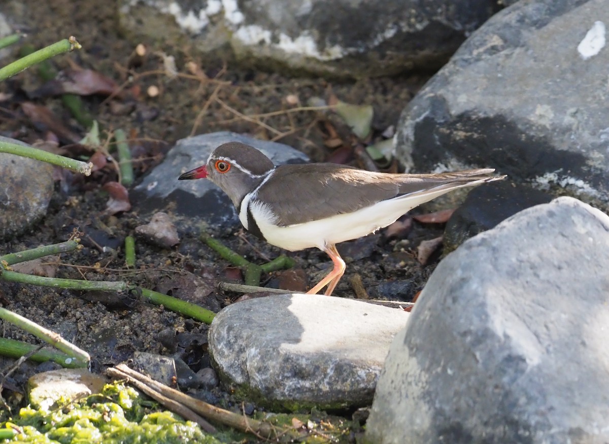 Three-banded Plover - ML274527751