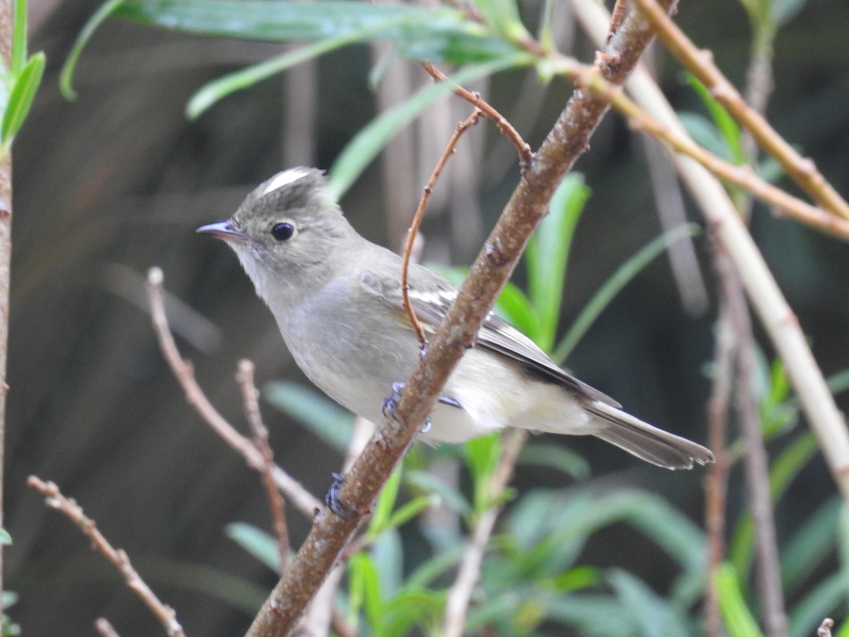 White-crested Elaenia - ML274528011