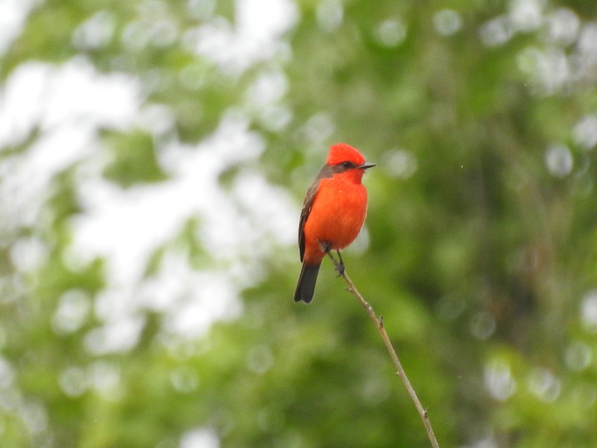 Vermilion Flycatcher - dario wendeler