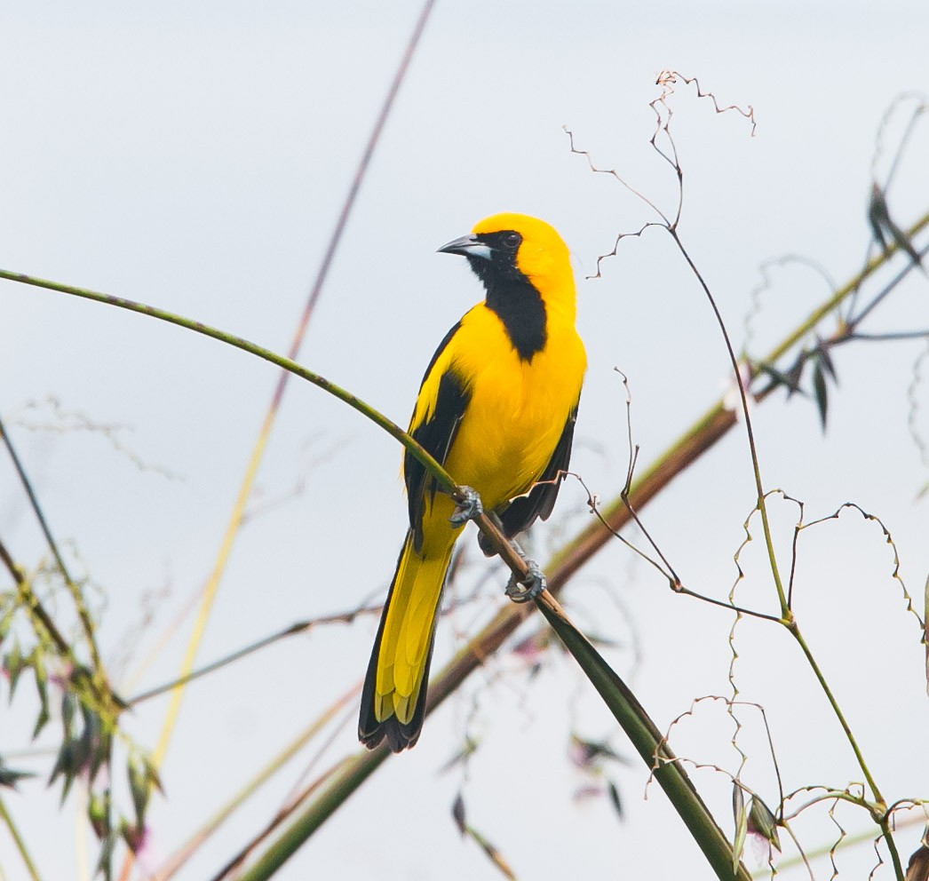 Yellow-tailed Oriole - ML274528211