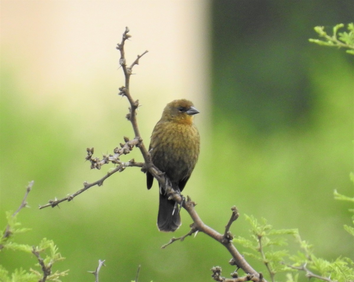 Chestnut-capped Blackbird - dario wendeler