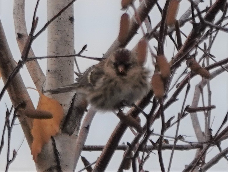 Common Redpoll - ML274529071