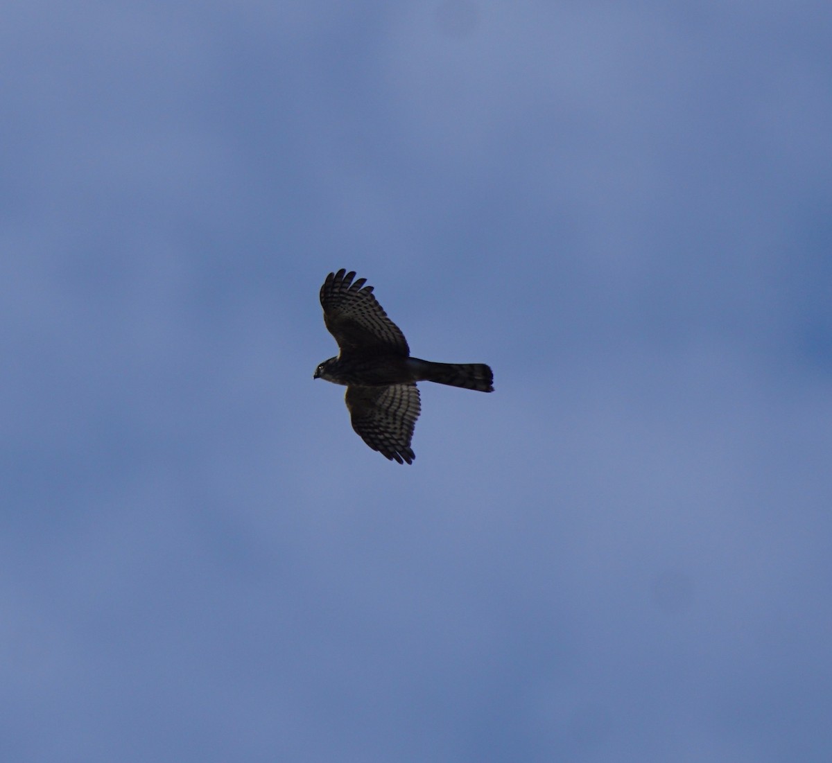 Sharp-shinned Hawk - Nevine Jacob