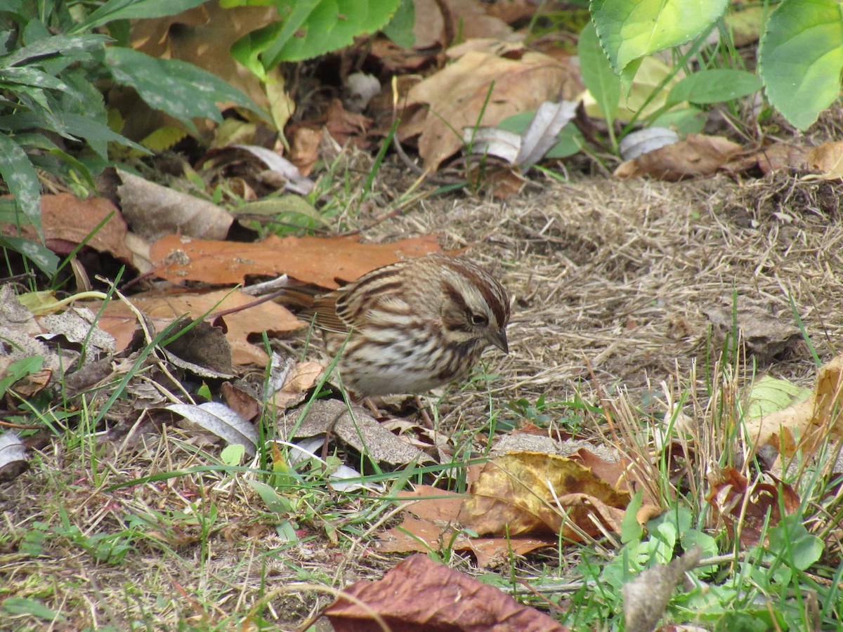 Song Sparrow - ML274531331