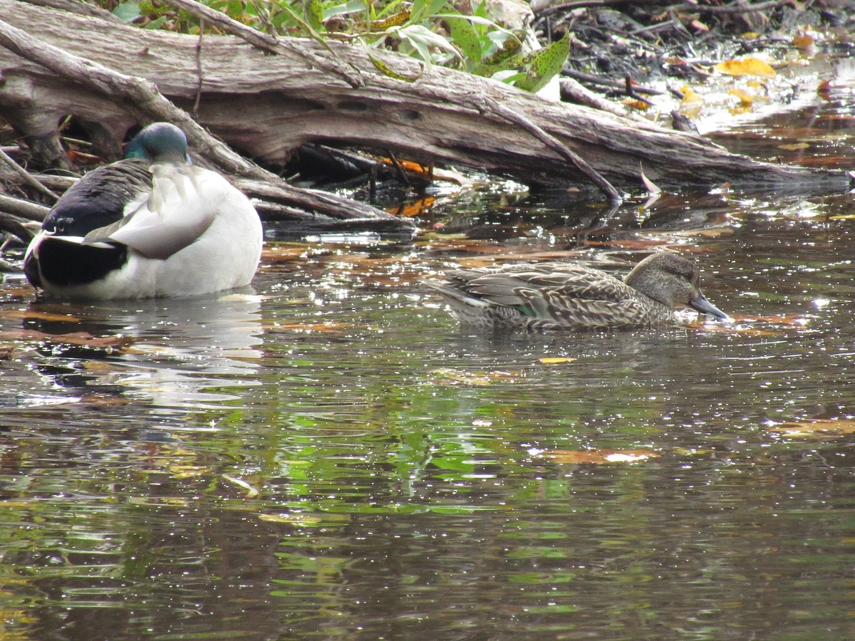 Green-winged Teal - ML274531491