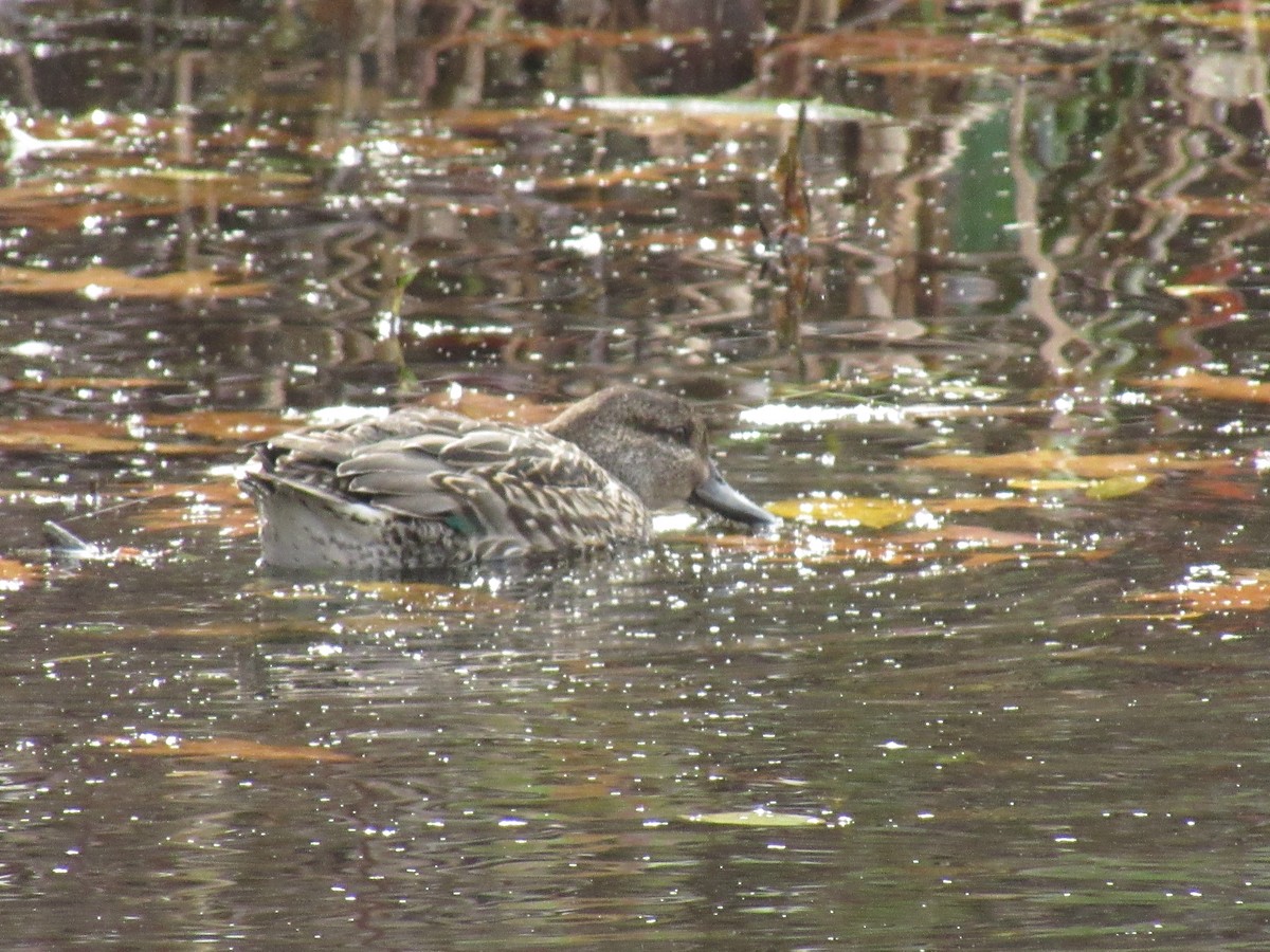 Green-winged Teal - Heather Gordon