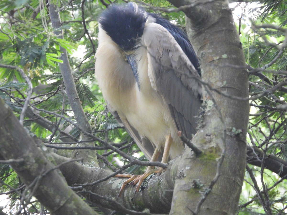 Black-crowned Night Heron - ML274531961