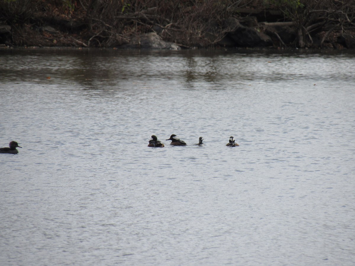 Hooded Merganser - ML274532351