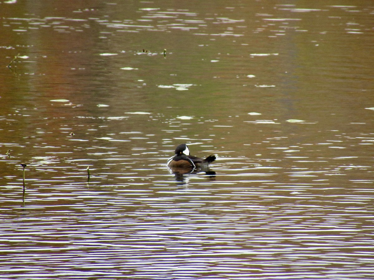 Hooded Merganser - ML274532671