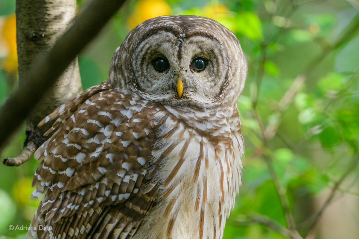 Barred Owl - ML274533071