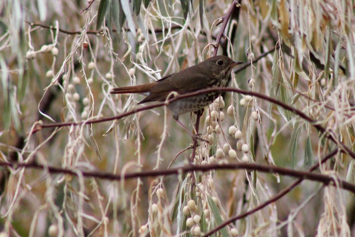 Hermit Thrush - David Lerwill