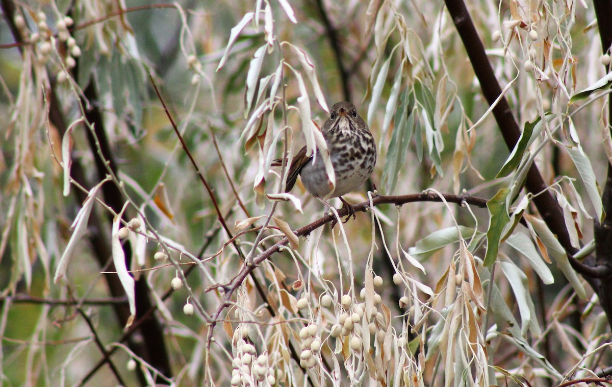 Hermit Thrush - ML274533601