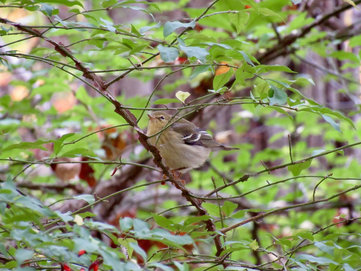 Blackpoll Warbler - Heather Gordon