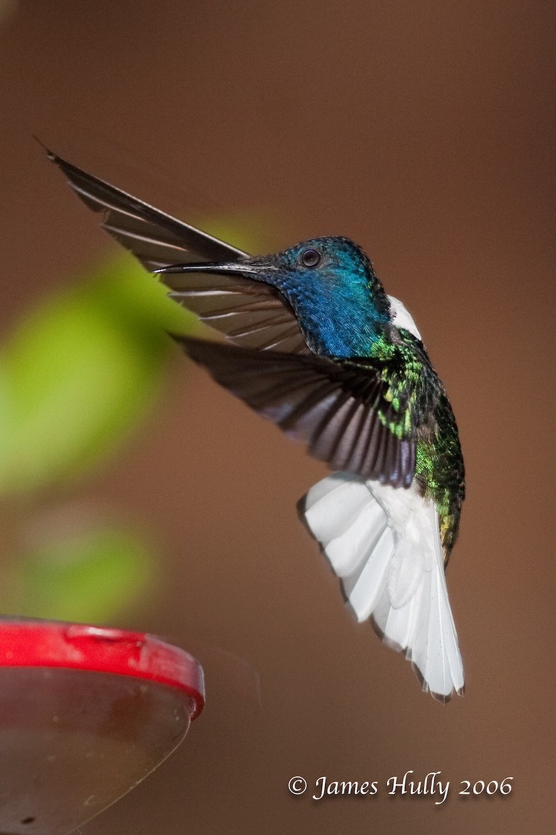 White-necked Jacobin - ML274534931