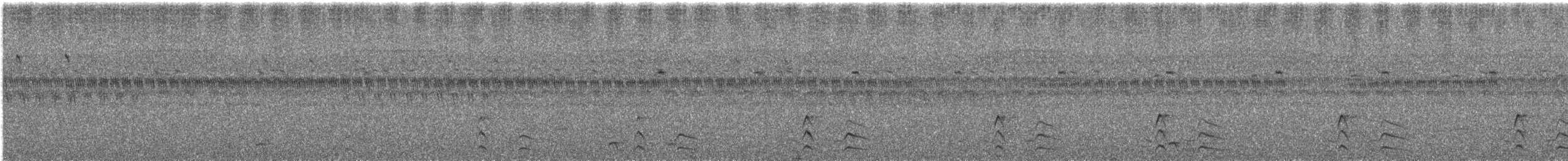 Courvite de Jerdon - ML274535