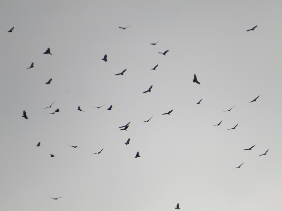 Turkey Vulture - ML274535341