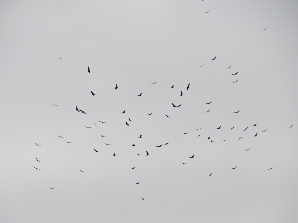 Turkey Vulture - ML274535521