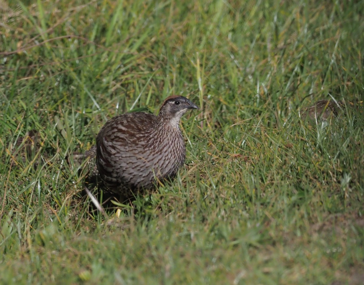 Francolin d'Erckel - ML274535681