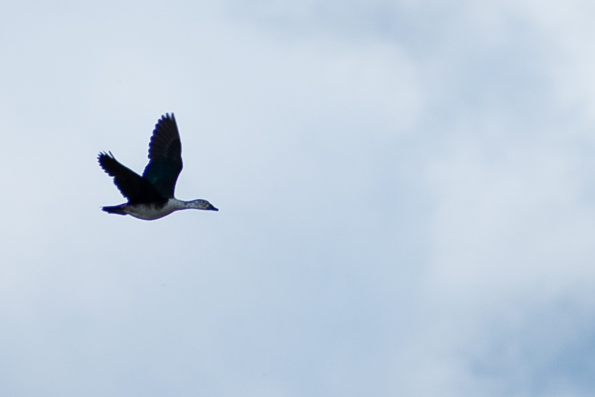 Comb Duck - ML274536541