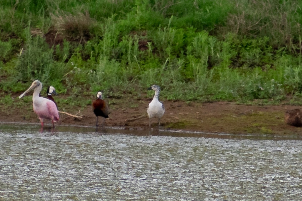 Comb Duck - ML274536561