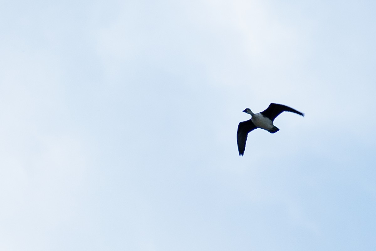 Comb Duck - ML274536571