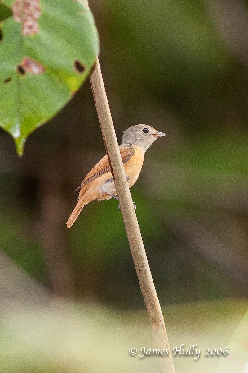 Cinnamon Manakin-Tyrant - Jim Hully