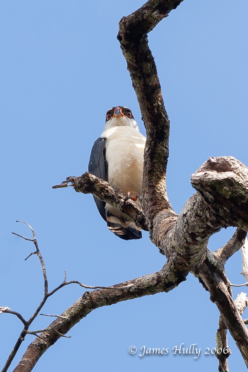 Black-faced Hawk - ML274536911