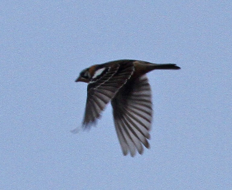 Smith's Longspur - ML274536981